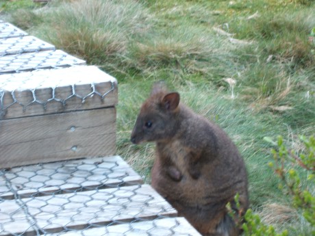 Pademelon