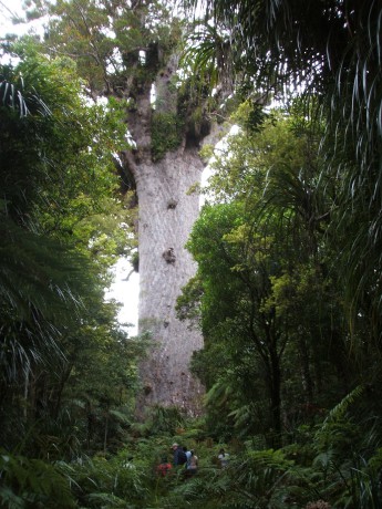 NZ Waipoua forrest-kauri tree.jpg