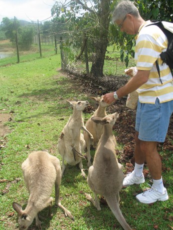 005e Johnstone-krmení se rozkřiklo.JPG