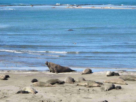 03 rypouši/sea elephants