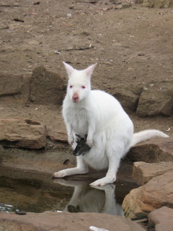 2 Sanctuary park u Hobartu