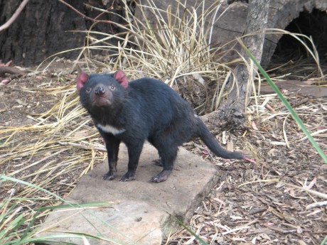 3 Sanctuary park u Hobartu