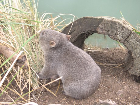 4 Sanctuary park u Hobartu